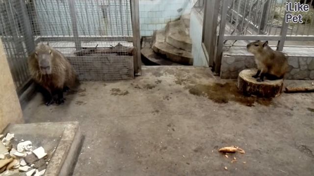 Капибара Питание на Ilikepet