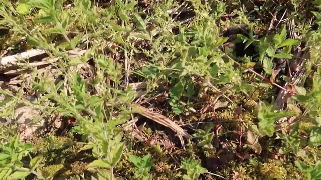 НАШЛИ КРОТА И ХОТЕЛИ СПАСТИ, НО СЛУЧИЛОСЬ УЖАСНОЕ... смотреть онлайн