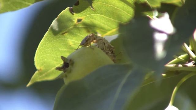 Как борются против Мраморного клопа в муниципалитете Хоби смотреть онлайн