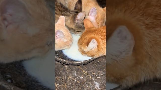 Их лучший день смотреть онлайн