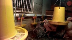 Октябрь 2020г. Месячные цыплята.Нюансы светового и температурного режима.