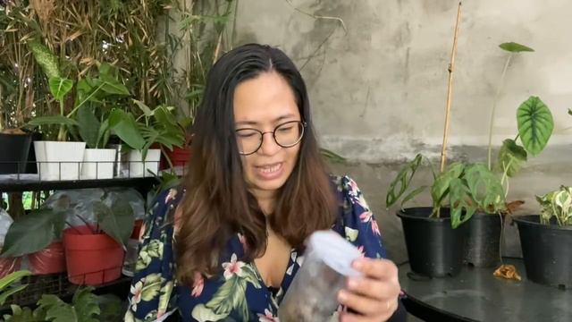 WEDNESDAY GROUP: MOMMY PEHPOT 50 PLANTS GIVEAWAY (50K SUBS CELEBRATION) смотреть онлайн