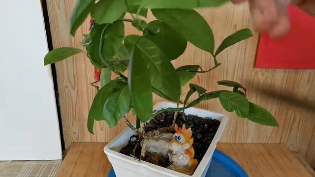 1.Обзор и коррекция бонсай летящий дракон.Часть 1 Review and correction of the flying dragon bonsai.