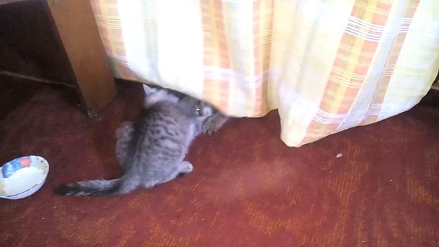 Смешная игра двух котят дома смотреть онлайн