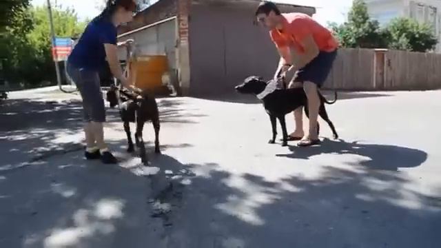 АПБТ. Норис (13 лет 6 мес.) знакомится с внучкой Пумой (20 мес.) смотреть онлайн