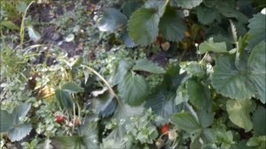 Сорт клубники маршал