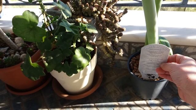 Гиппиаструм-Hippeastrum Белый! смотреть онлайн