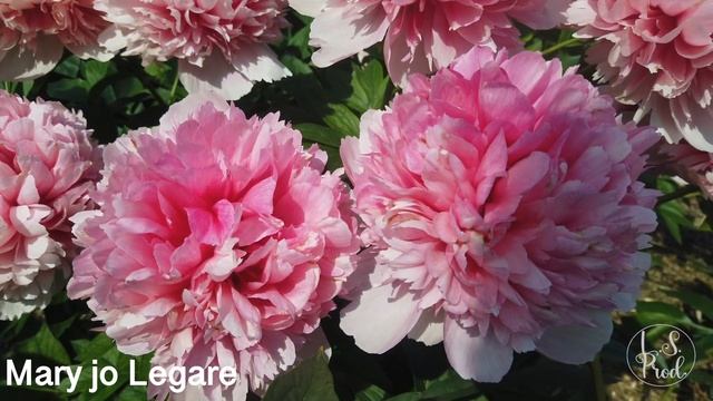 Mary jo Legare смотреть онлайн