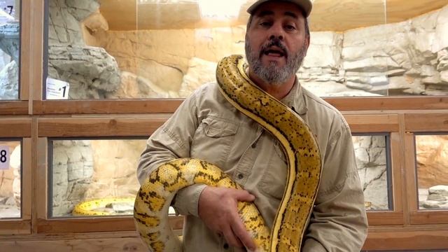 Pythons So Big Only 5 Fit in Top 10 смотреть онлайн