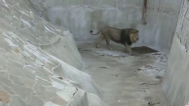 Лев в Московском Зоопарке смотреть онлайн