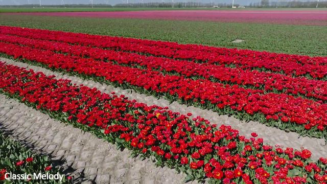 Классическая музыка лечит сердце и сосуды: Шопен, Бетховен, Моцарт, Чайковский 🎼🎼 смотреть онлайн