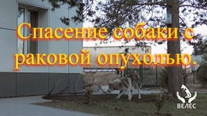 Спасение собаки с раковой опухолью