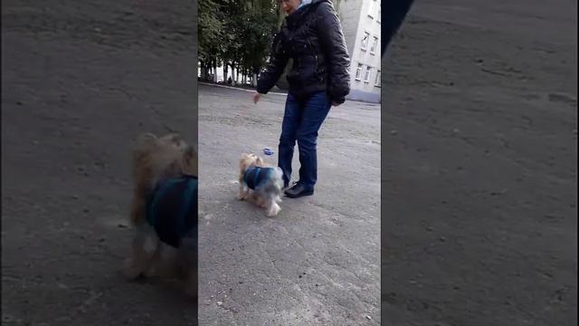 Танцы с собаками. шк. "БРАВО". Вера и Йосико. Тренировка смотреть онлайн