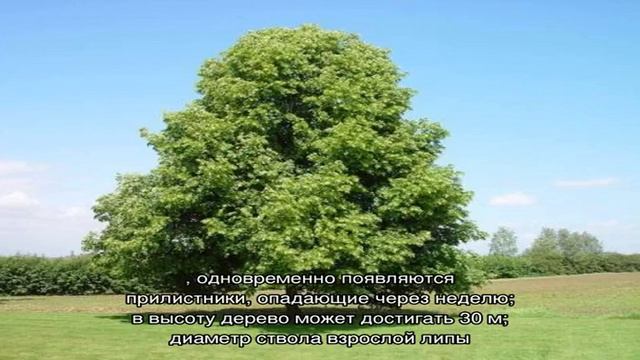 Какое дерево цветет позже всех — интересные факты о природе смотреть онлайн