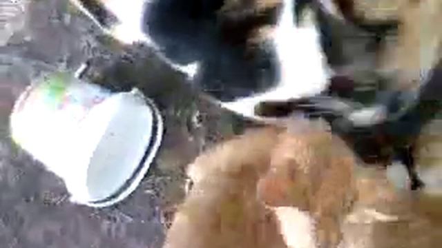 Avi Rosen - Nesher, Israel. Feeding cats. смотреть онлайн