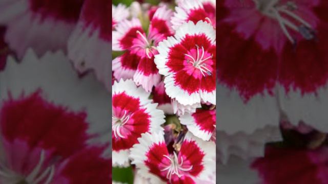 Гвоздика китайская Сибирское здоровье смотреть онлайн