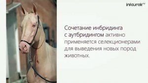 селекция животных