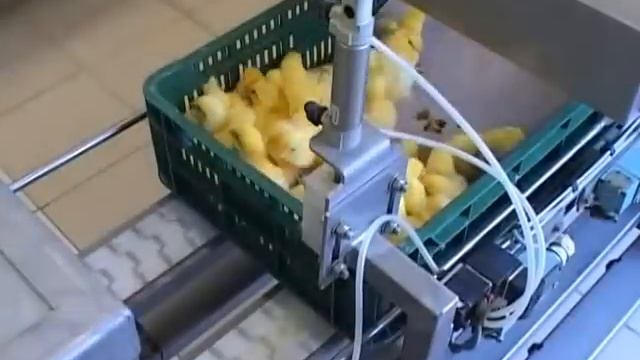 Baromfitenyésztés, Csirke Tartás, Nevelés és Feldolgozás  - Master Good Cégcsoport