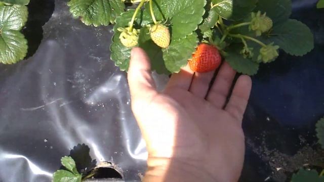 Кассетная или с грядки в стаканчике. Какая рассада лучше?! смотреть онлайн