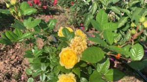 Роза Анни Дюпрей-лимонное солнышко в вашем саду. ADR награда