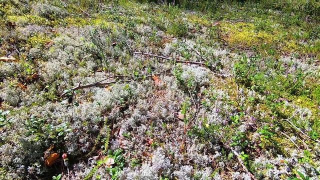 ЕЛЕ НОГИ УНЁС... ПРОГУЛКА ПО ЛЕСУ ЗА ГРИБАМИ / ПЛЯЖ В ЛЕНИНГРАДСКОЙ ОБЛАСТИ / ПИТЕРЦЫ ВЛОГ