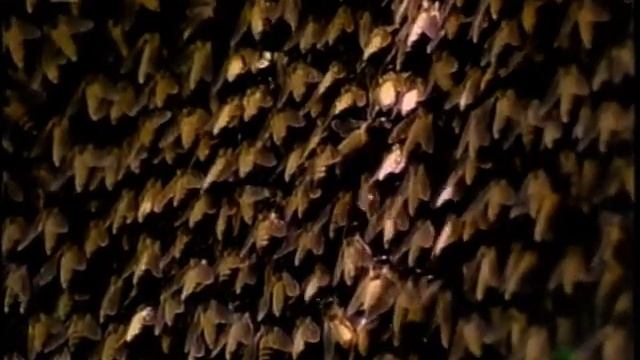 Остров драконов (Comodo Dragons) VHSRip