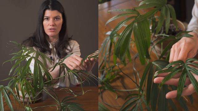 Amydrium Zippelianum Houseplant Care—67 Of 365