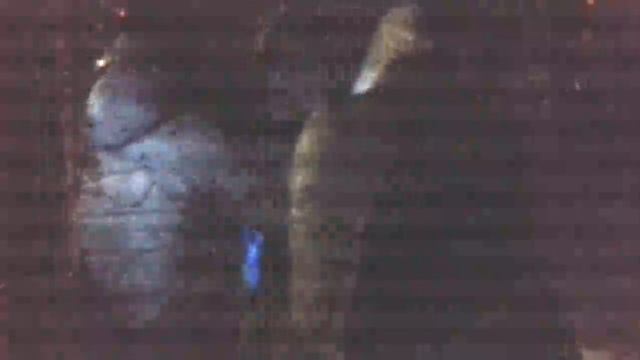 ДЕРЗКИЙ ПОБЕГ ИЗ ТЮРЬМЫ "ЧЁРНЫЙ ДЕЛЬФИН" 13.01.2017г. смотреть онлайн