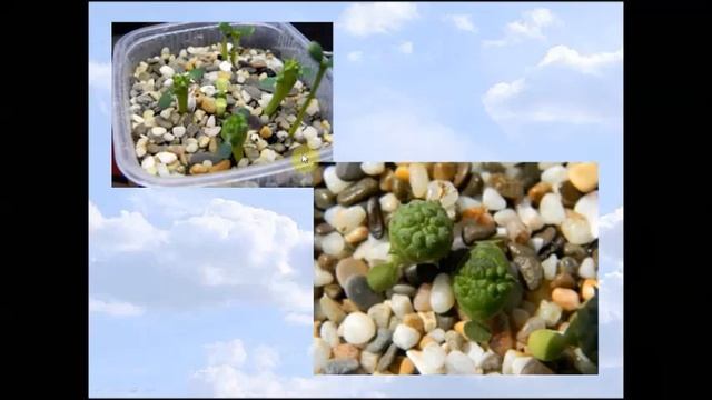 Молочай Тучный смотреть онлайн