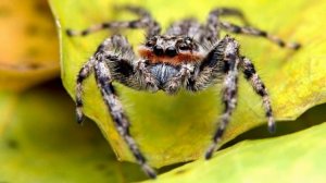 К чему снятся ПАУКИ или паук ВО СНЕ. Толкование сна. Сонник