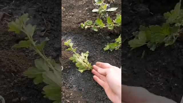 УКОРЕНЕНИЕ ДЛЯ НОВИЧКОВ #огород #дача #полезныесоветы #укоренениечеренков #садоводство