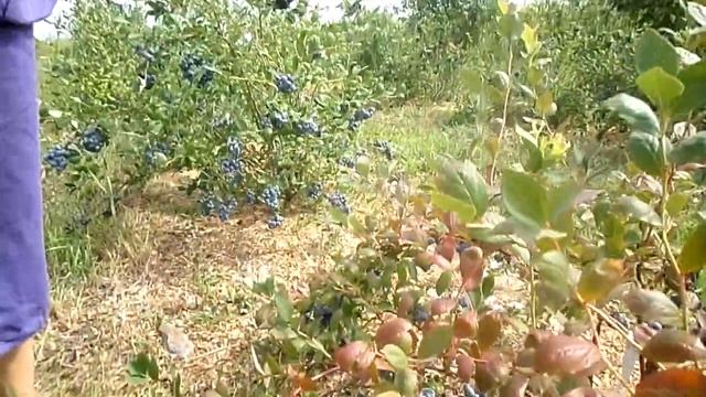 Голубика садовая, сорт Элизабет смотреть онлайн