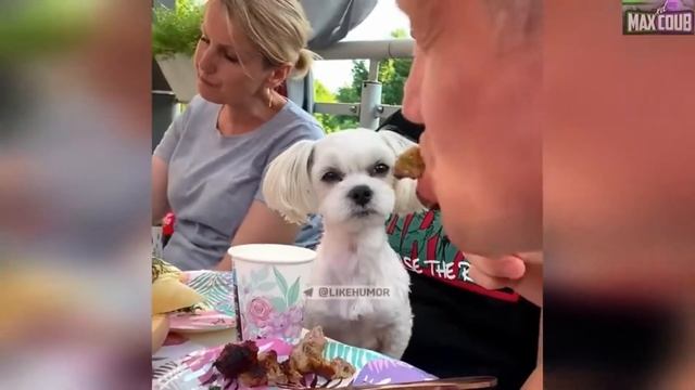 Coub video jokes july 2022 Vine video видео приколы июль 2022 смотреть онлайн