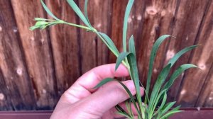 Как черенковать гвоздику ампельную, советы и опыт