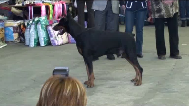 Питомник доберманов 