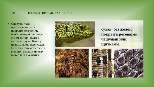 Пресмыкающиеся Общие признаки, среда обитания и внешнее строение биология 8 кл смотреть онлайн