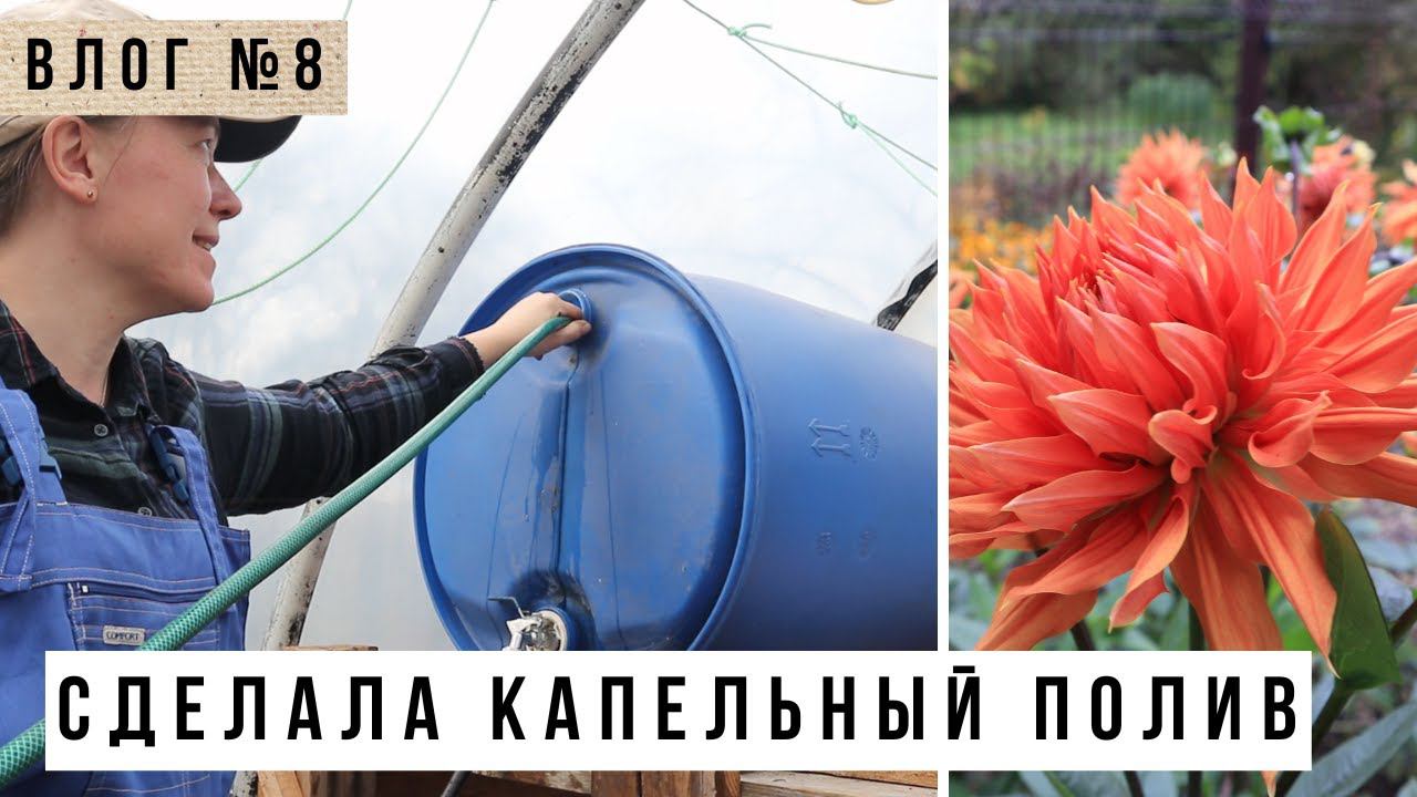 Я сделала капельный полив!!! Георгины, гладиолусы, подготовка грядок и работа в апреле в огороде смотреть онлайн