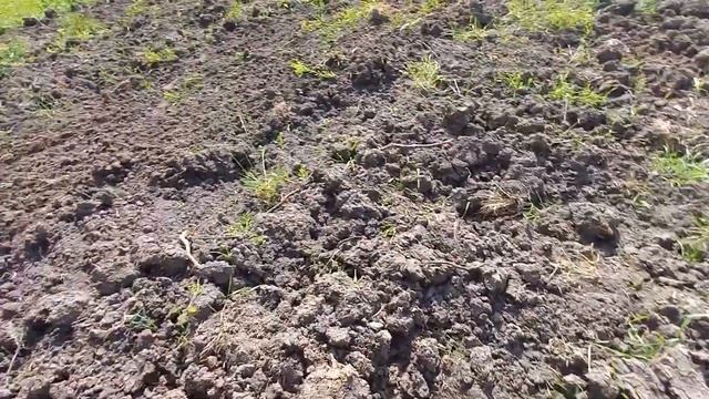 Работаем на бороновании 1.5 гектара после обильных дождей. KUBOTA L1800. смотреть онлайн