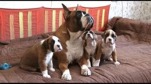 Немецкий боксер описание породы! Все о породе собаки!