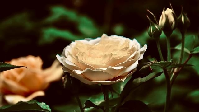 Истории из жизни. Жизненные истории. Интересные истории. Душевные истории. Увлекательные истории.