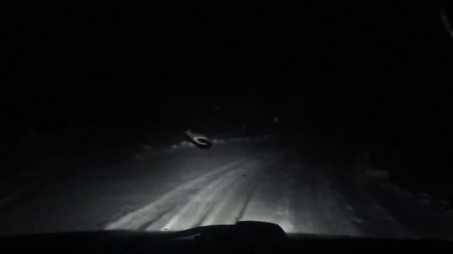 Шок😲Сбил косулю‼️