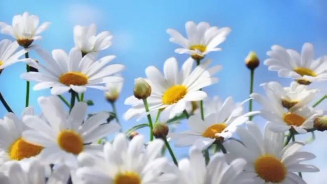 32. Истории из жизни Сбежавшая невеста Женские истории Жизненные истории На нашем канале смотреть онлайн