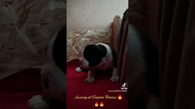 Шикарный кобель американского стаффордширского терьера ????от пары чемпионов ? ? ? SALE?? смотреть онлайн