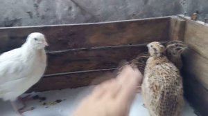 Породы бройлерных перепелов Феникс Техасец Фараон Вес Корм Яички