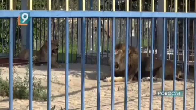 Немного о старооскольском зоопарке, куда перевезли льва Тиграна.. #animals #lion #зоопарк смотреть онлайн