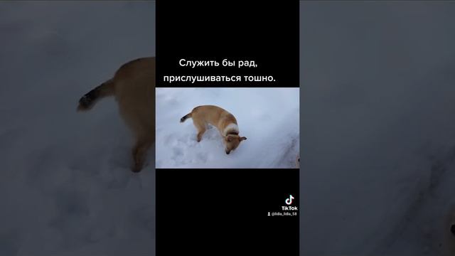 Служить бы рад...