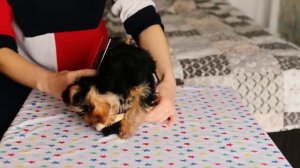 Расчесывание йорка. Как я приучаю йоркширского терьера Стэйси к расческам (у нас своя методика)