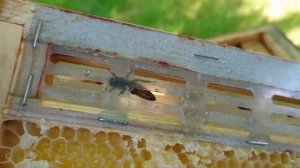 Твой дом ТЮРЬМА ! Изоляция маток на медосбор.