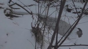 С карабином на тетерева. Трудовой трофей. Охота на тетерева с 223 калибром.