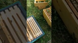 универсальный шестирамочник с дадановской рамки на рутовскую часть 1-ая